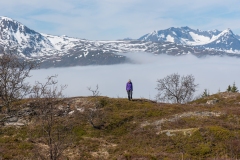 Precis i trädgränsen och ovan molnen